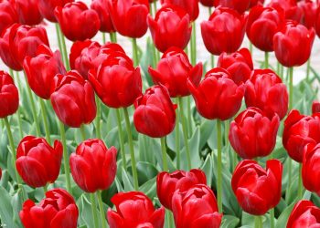 فرازی از وصیت نامه شهید غلام افساء